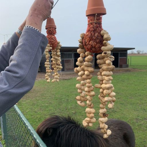 Activiteit voor de vogels